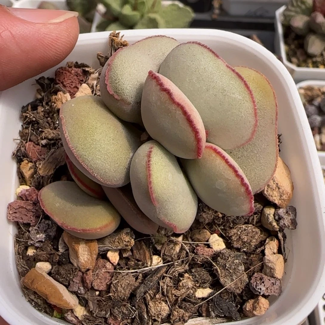 白肌红蛋多肉水泡植物