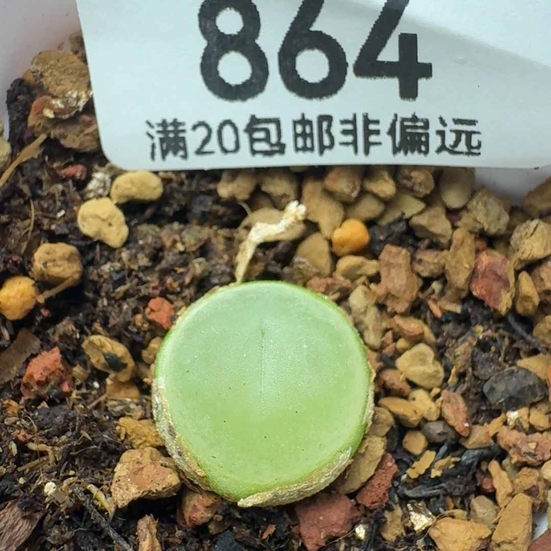 拉登1.3带盆土1200