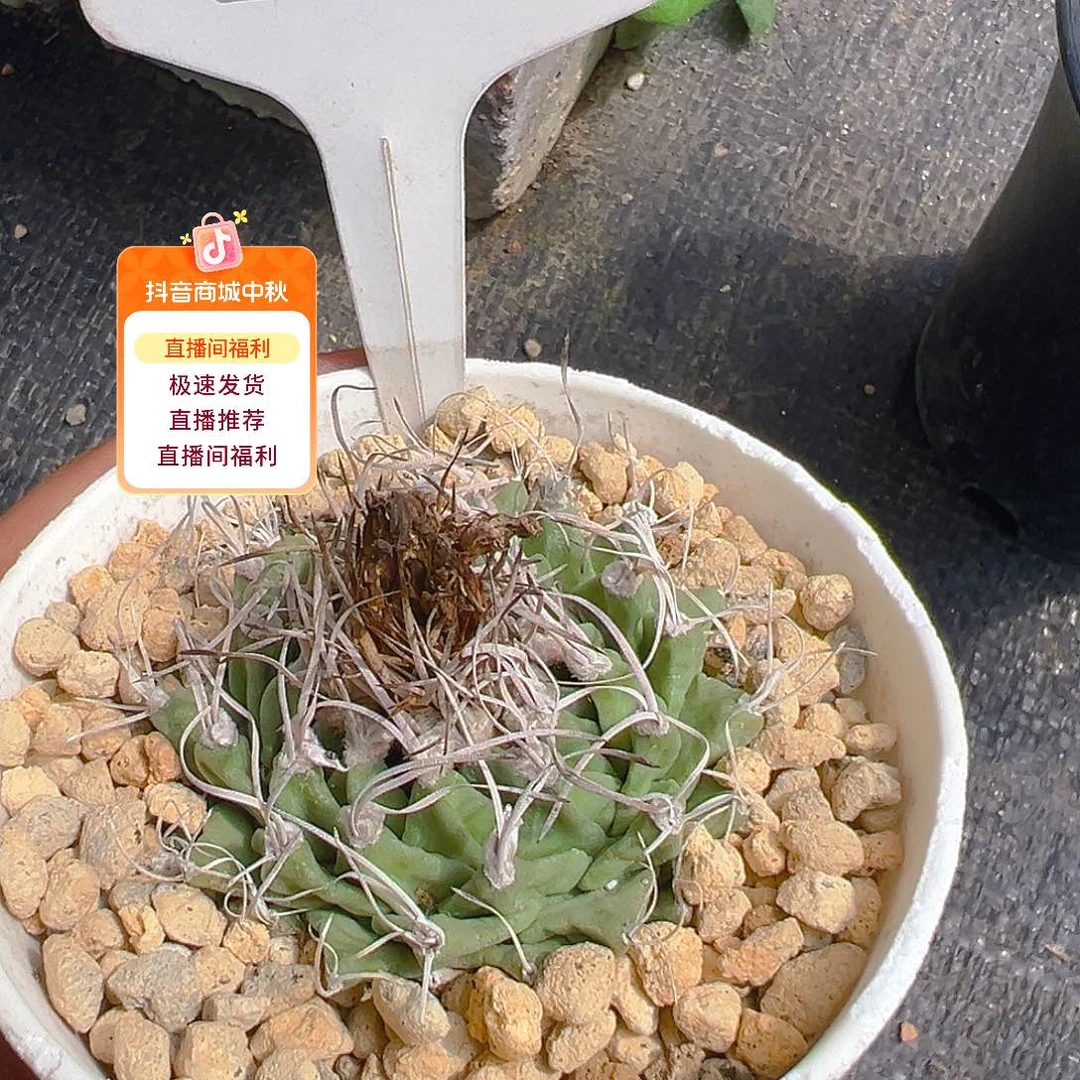 7031欧输赤花娇丽裸根发货