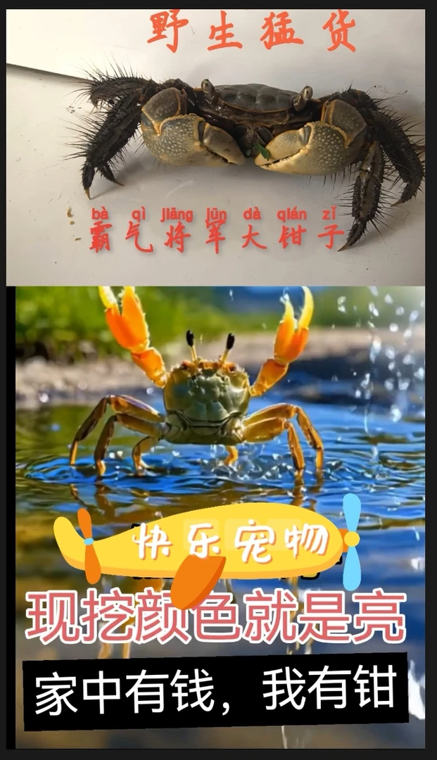 批发淡水活体观赏蟹相手蟹桌面爬宠水果蟹宠物蟹水族清洁工，野生