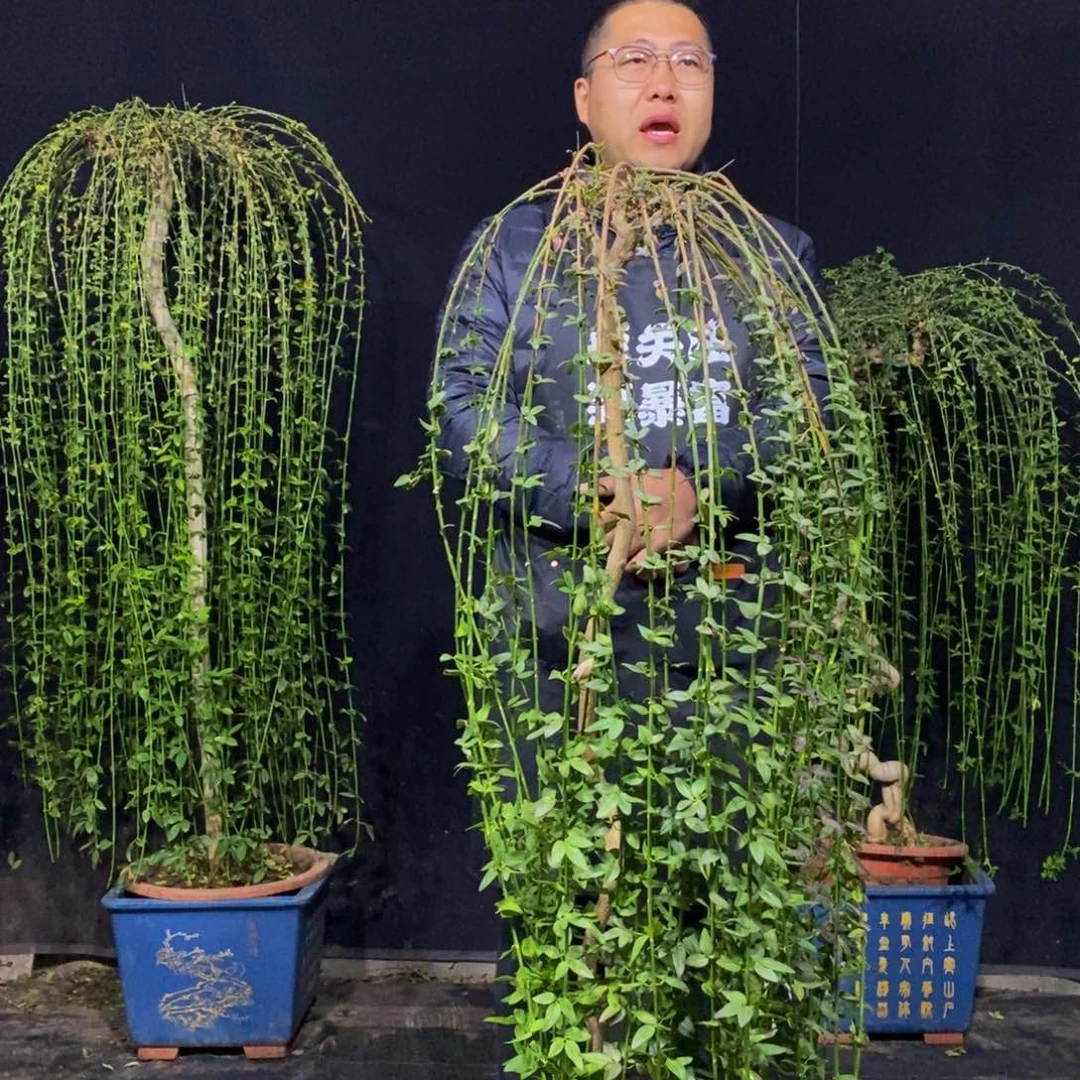 大花绿云，一物一拍，落叶