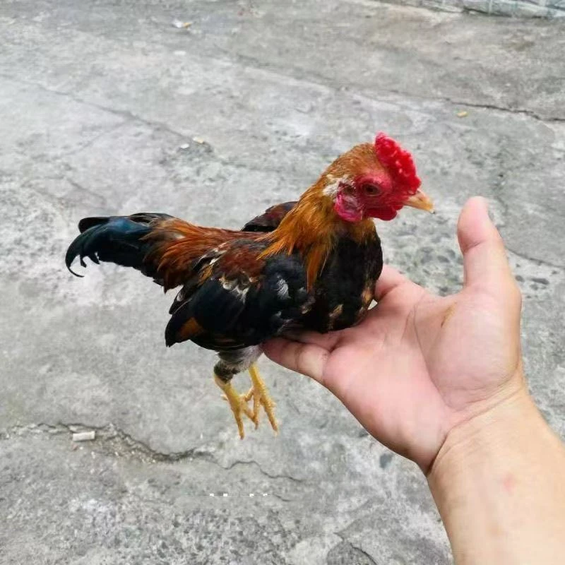 越南小竹鸡宠物鸡活体成年鸡好养包邮