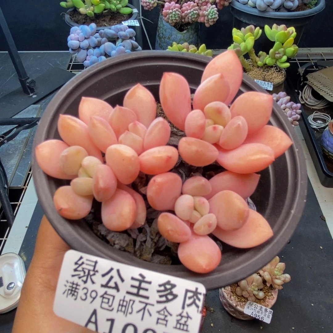 007粉桃花多肉7c m