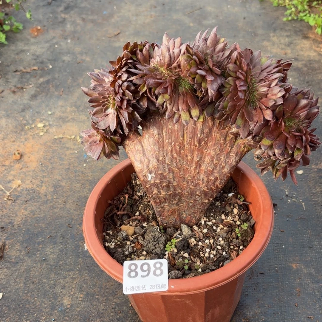 898号小黑缀化多肉植物
