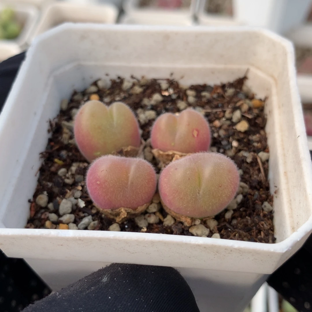 a559毛翠滴母本一颗