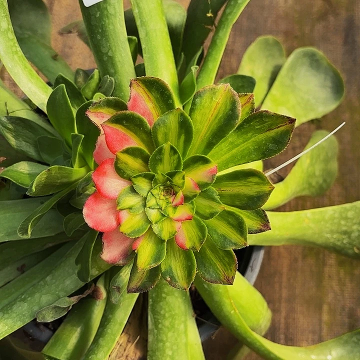 专****瓷86多肉植物植物植物植物