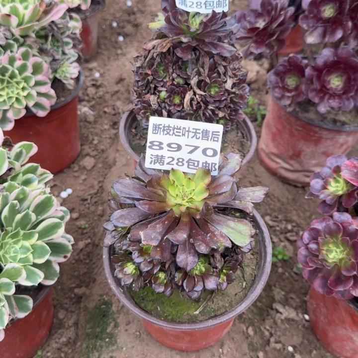 萧***姐8970/8971两个油画少女二号棚A