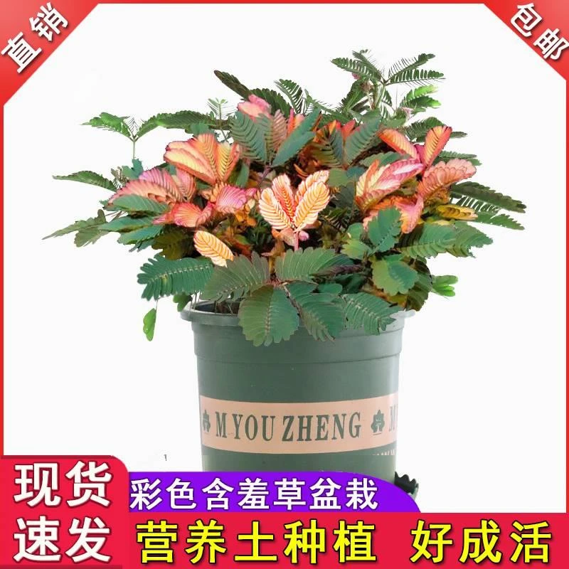 含羞草小盆栽室内阳台植物四季常青害羞草花卉怕羞草彩色趣味植物