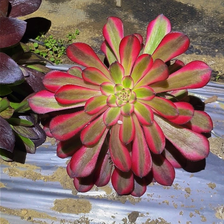 4210女儿红多肉植物