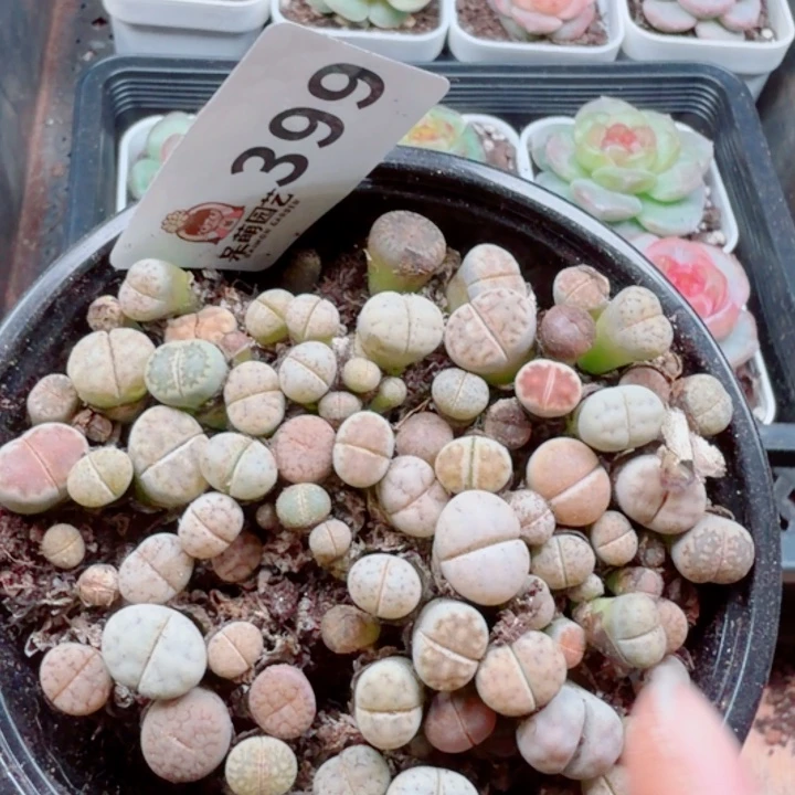 多肉植物多肉植物