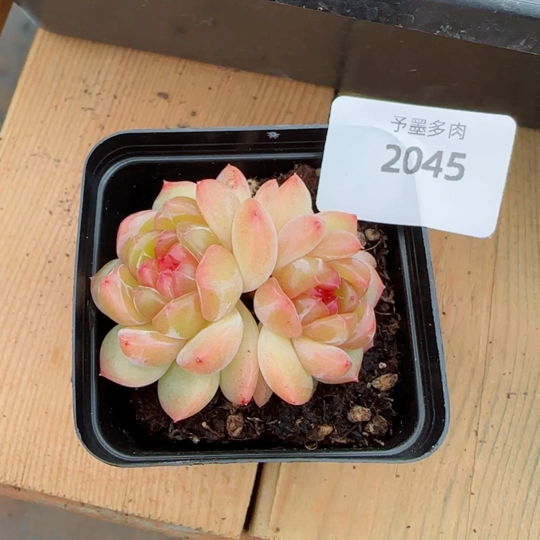 拿铁奶沫，2045多肉植物