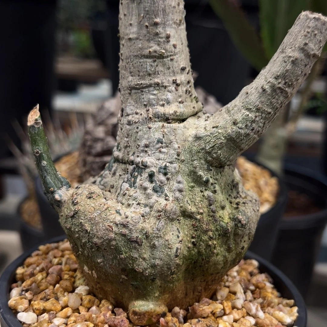 用***4699西番莲块根植物带盆发货