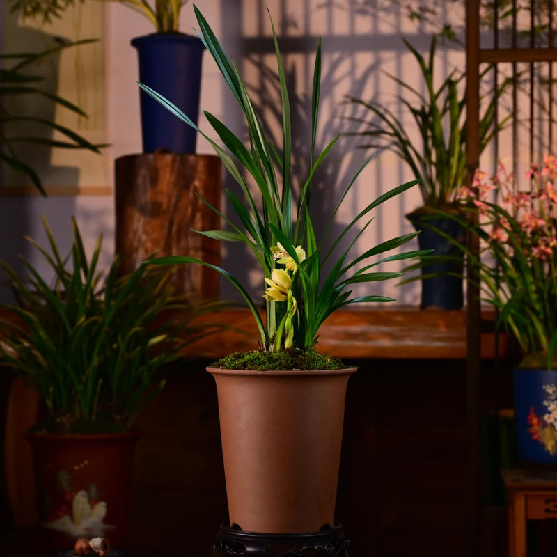 建兰铭品【金凤凰】高端紫砂盆栽好种好 易养活盆栽顺丰包邮