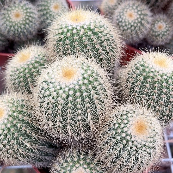 金冠随机一颗。