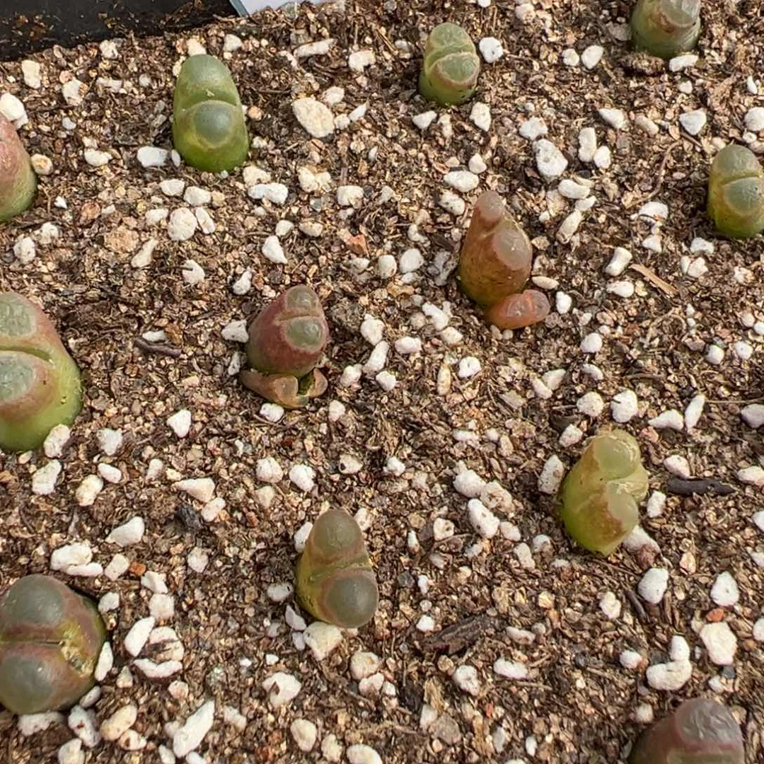 15-255量拍磁铁风铃小苗一颗