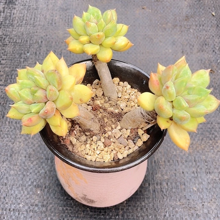 控养老桩红象牙16