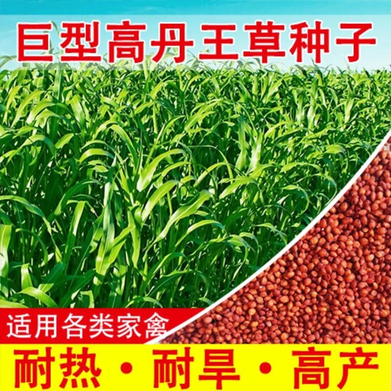 进口高丹草种籽四季高产高丹王牧草种子多年生养殖牛羊猪鱼草种籽