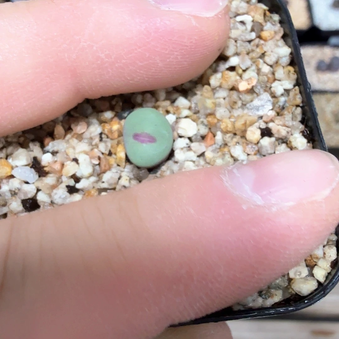 西*露dy14 西米露 ts427