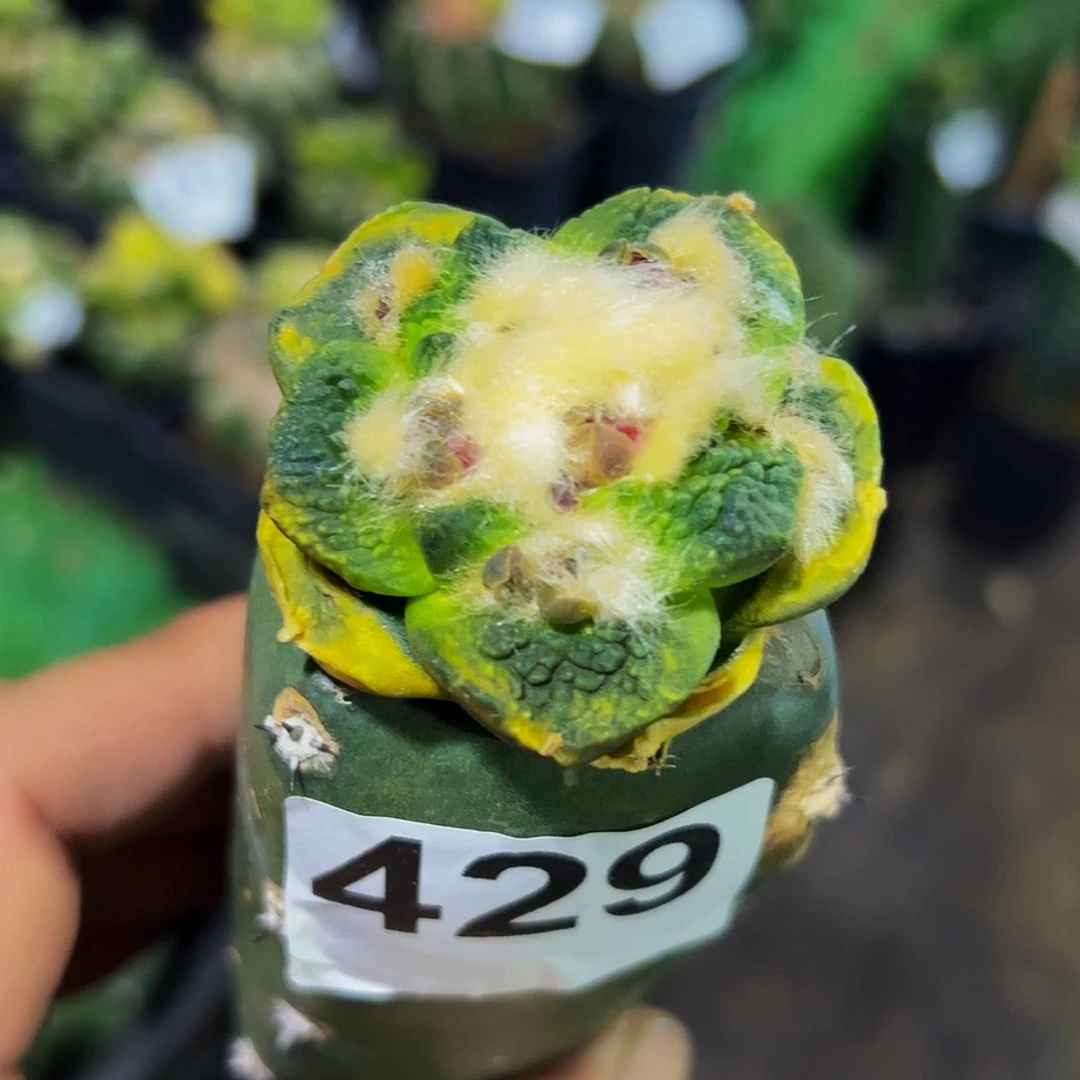 无花朵福利哥斯拉牡丹锦429