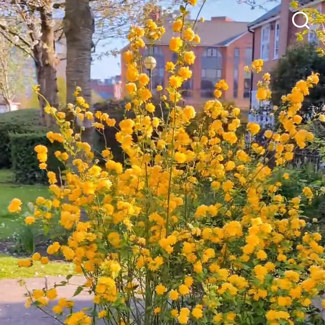 棣棠花小苗耐寒耐热