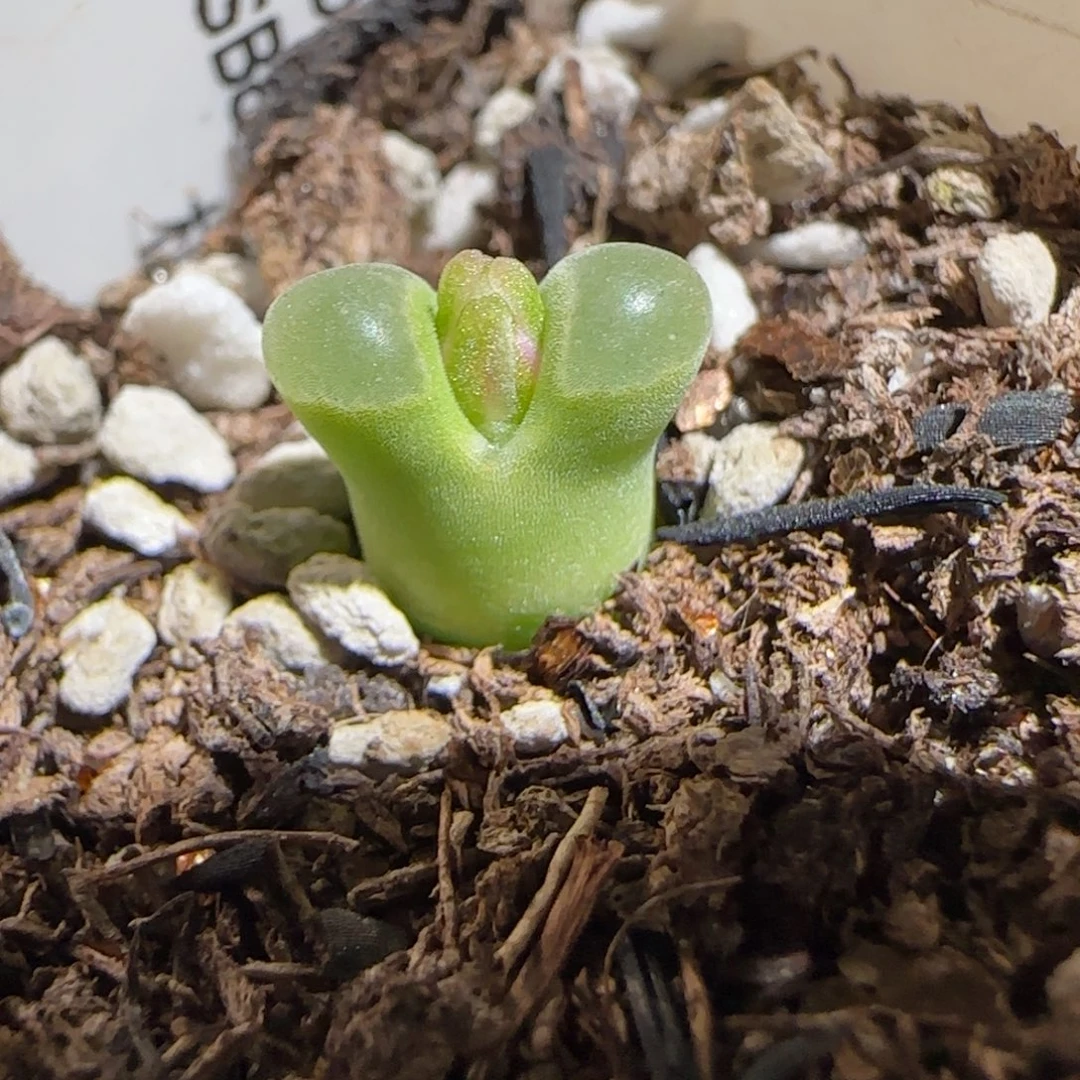 肉锥多肉植物组合-极窗141