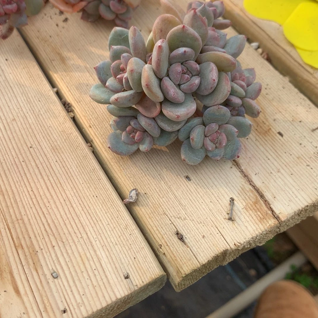 是**呀茯苓突尼斯22222多肉