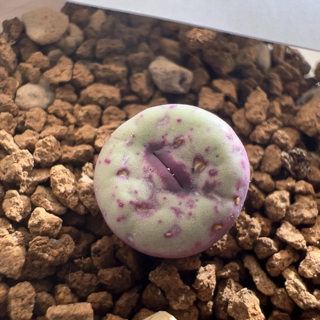 734。编号丢失红嘴