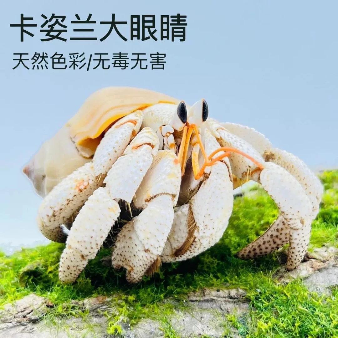 陆生陆地寄居蟹超可爱爬宠