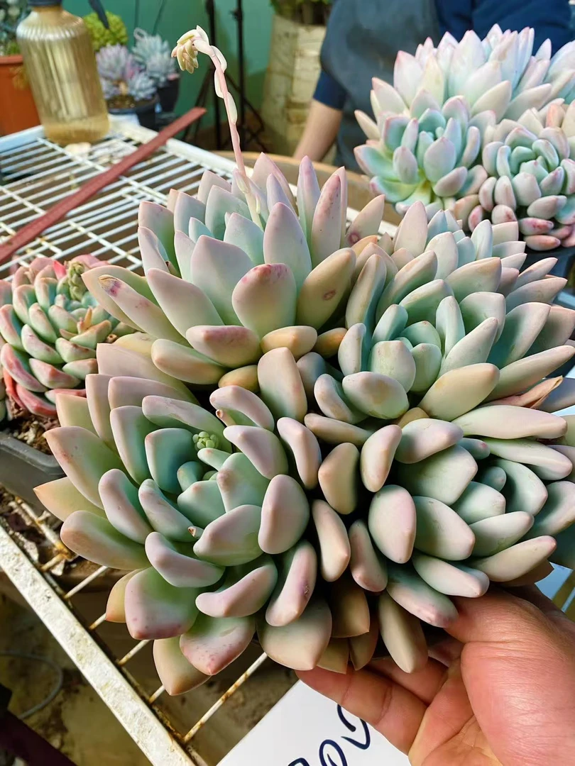 梓轩多肉【大老桩奥普25冠幅】只卖对版大货多肉，全场一单就包邮