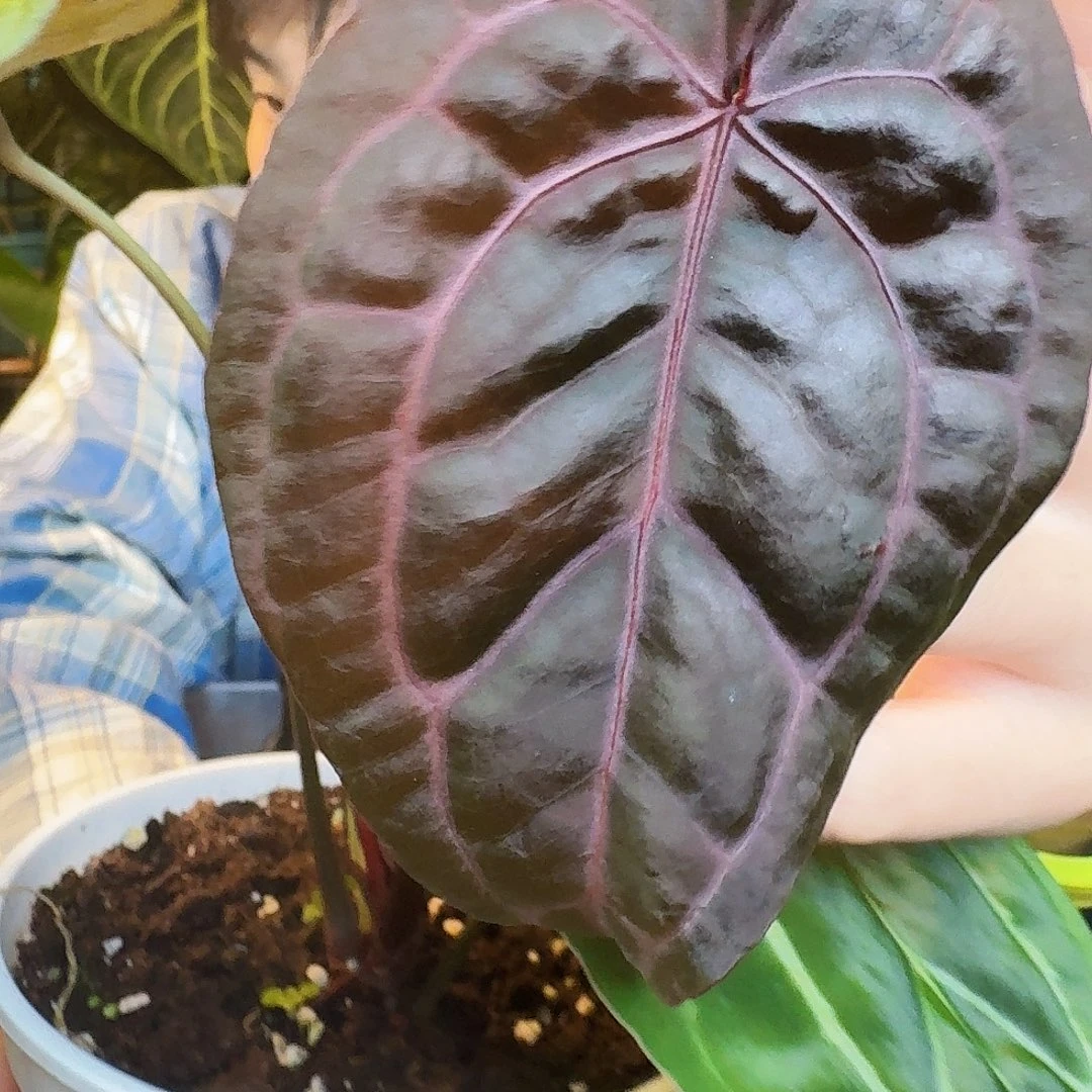 完全开放A76紫水晶杂细脉水晶