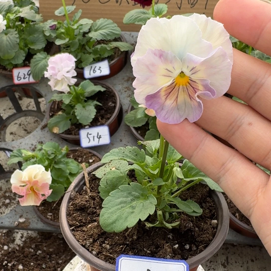 大部分花苞少量开放皱边角堇155