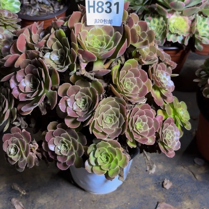瑞妈多肉园艺831荷兰玫瑰