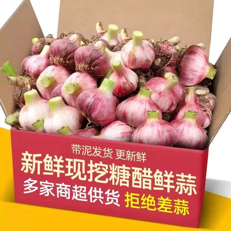 云南老品种正宗紫皮多瓣蒜新鲜湿蒜泡蒜生蒜