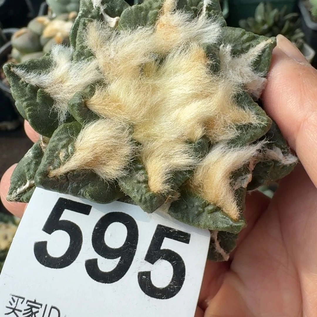 【闪购商品】萌*自根牡丹595