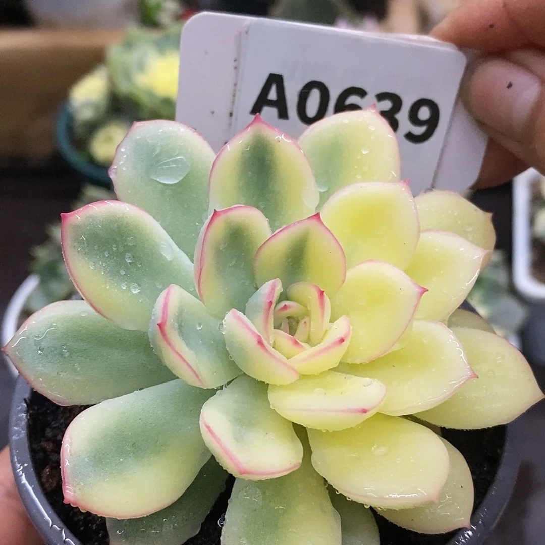 639雨燕座哈哈哈哈哈