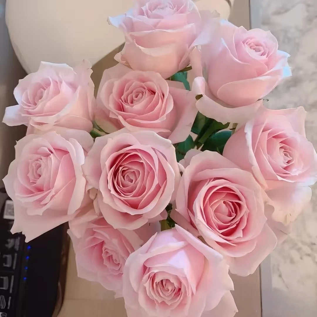 【粉红雪山玫瑰】云南基地现采现发送人送礼新鲜花材一单冷链包邮