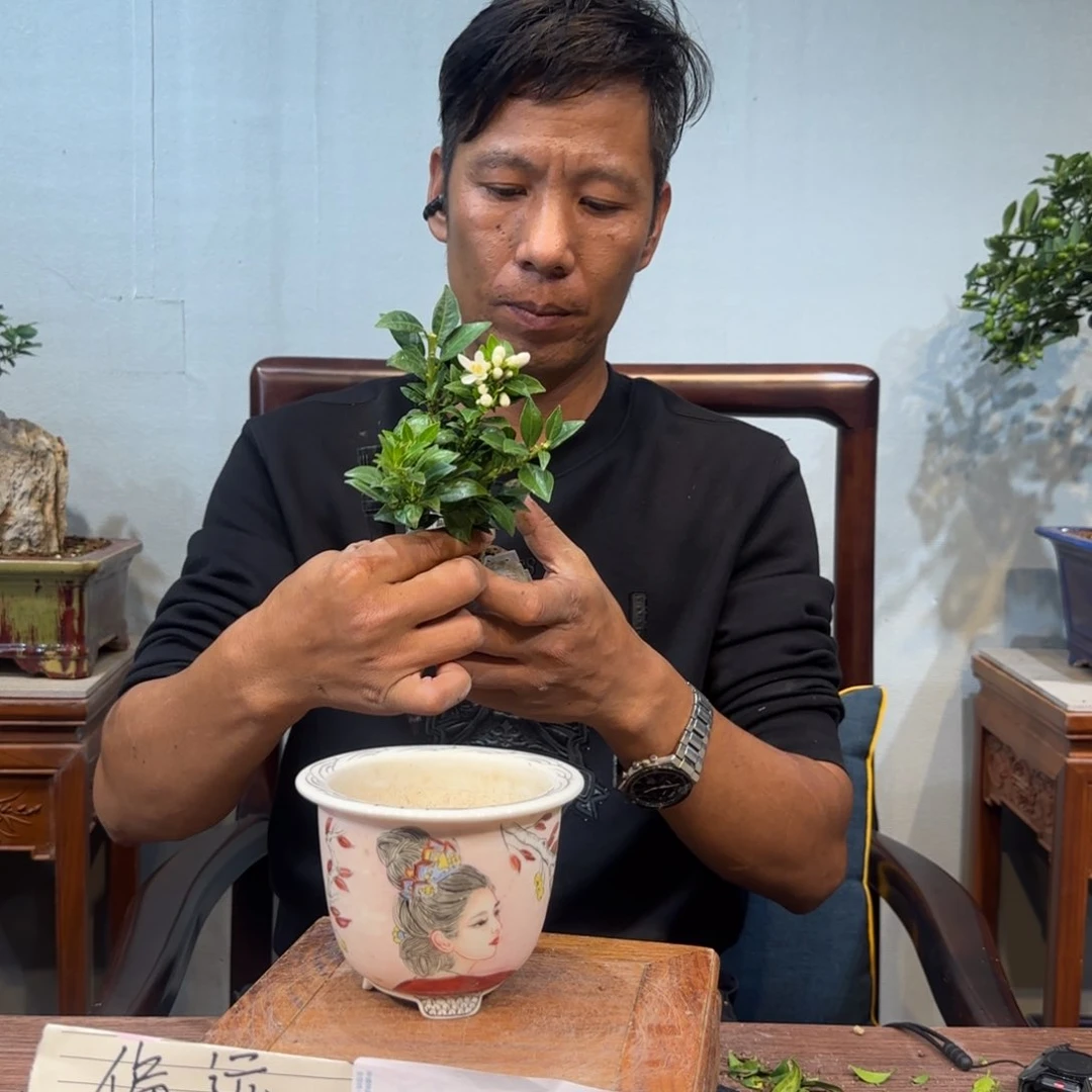 当前无花朵，栽培后可花朵骑***虎