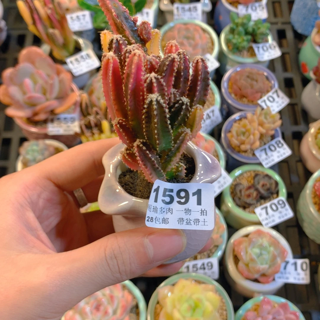 5厘米盆精控多肉1591