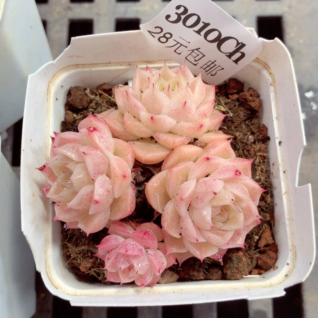 5厘米盆精控多肉3010