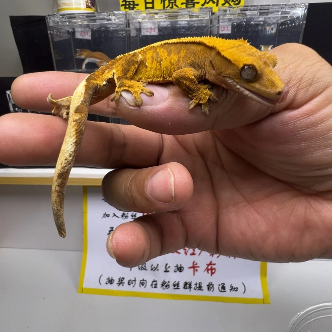 睫角守宫橙纹超级小丑