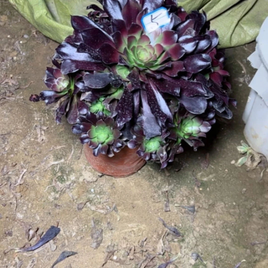 【闪购商品】多肉植物满江红5