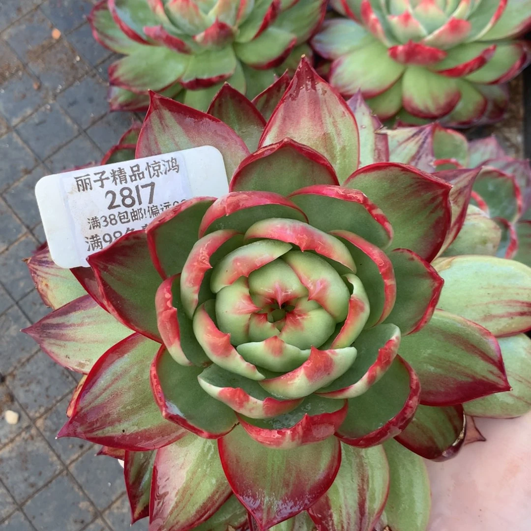 2817号多肉植物惊鸿19