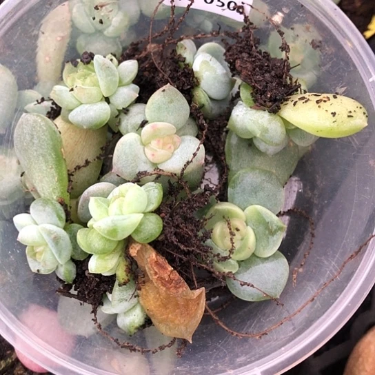 050风花混搭饭盒小勿晒