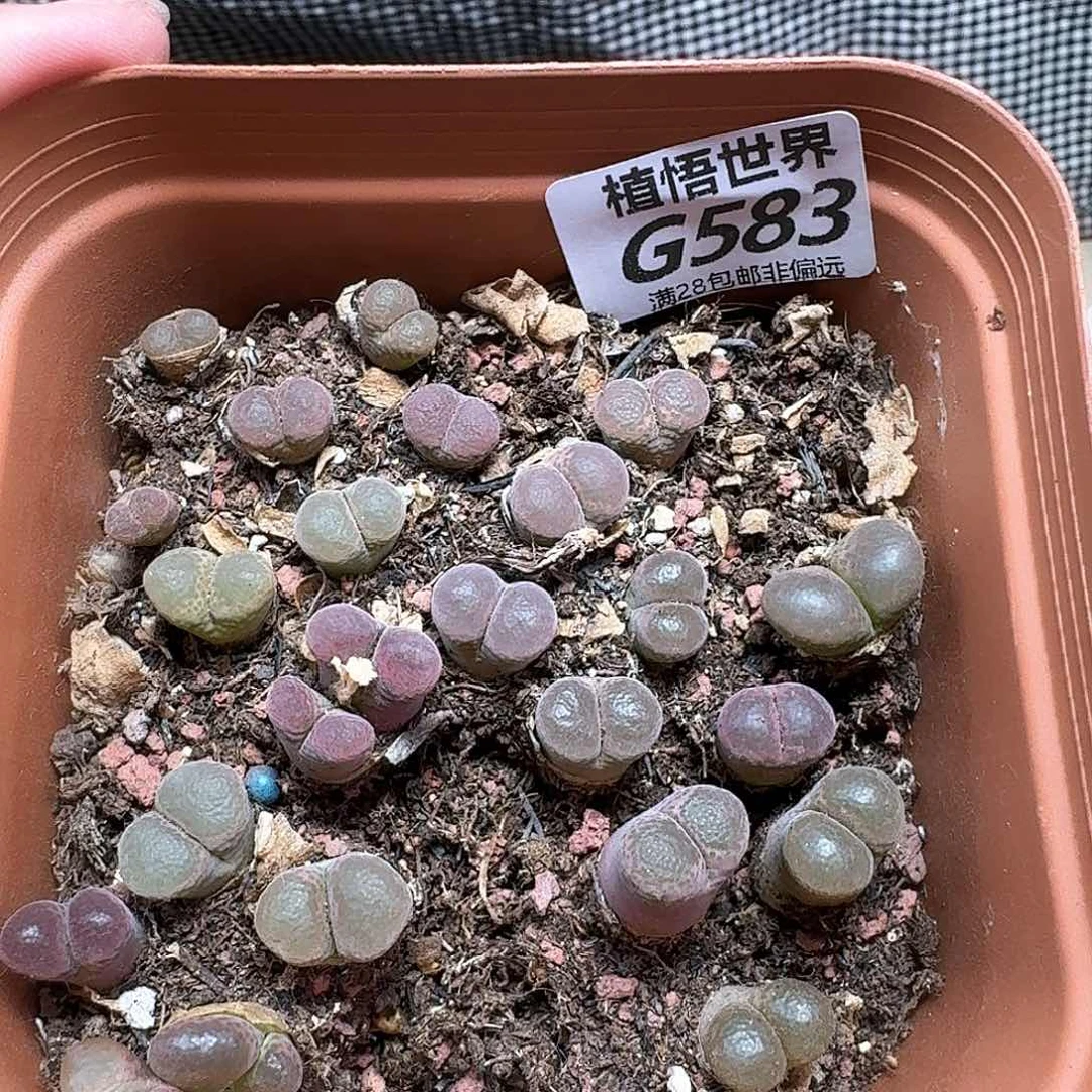 多肉植物的润泽额cg