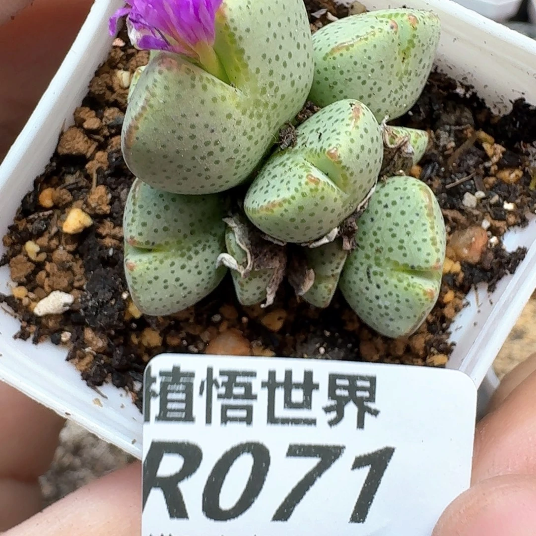 多肉植物的润泽和c