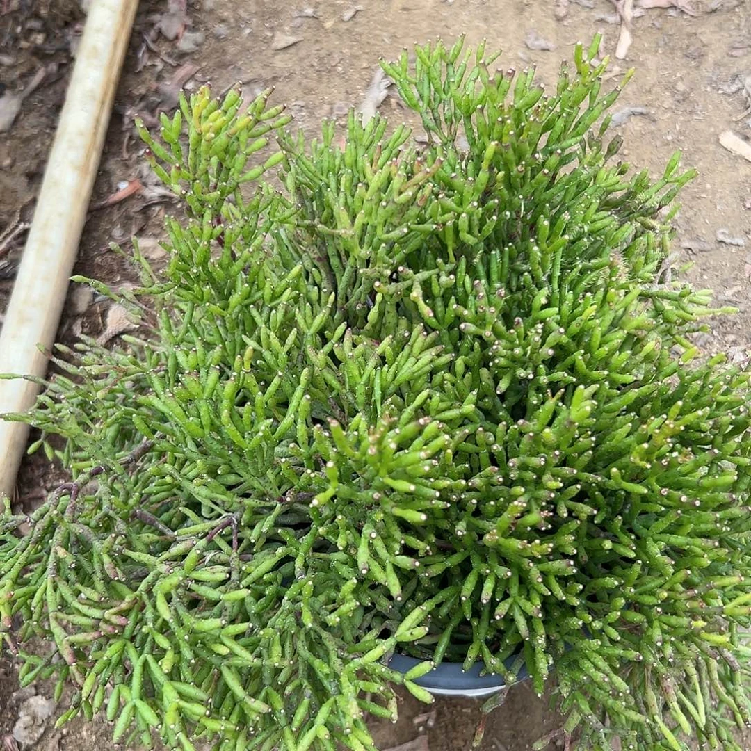 杜呃呃呃呃呃呃呃