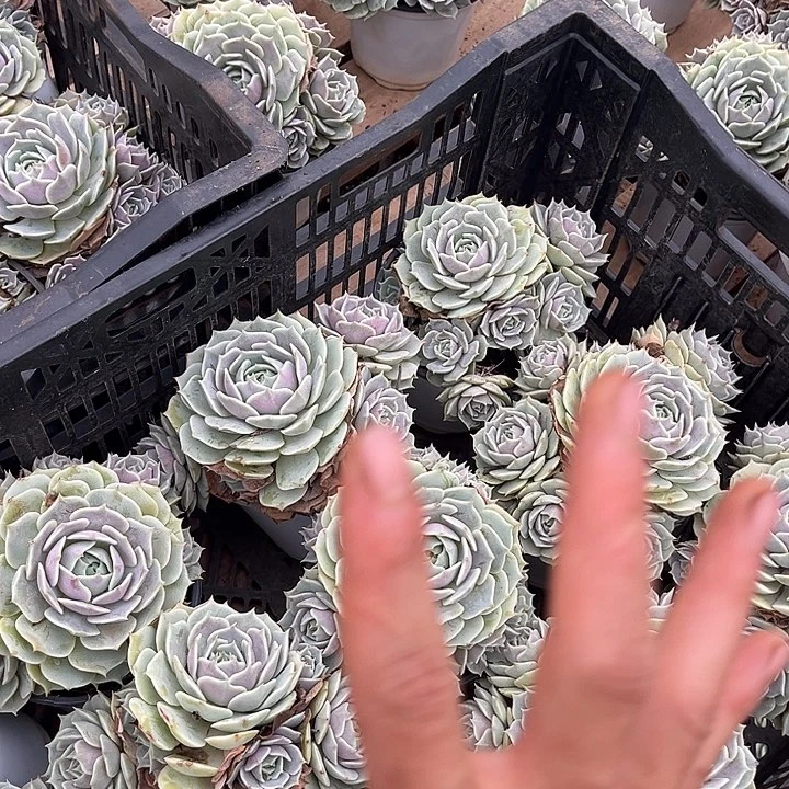 露那莲9.99多肉植物精品