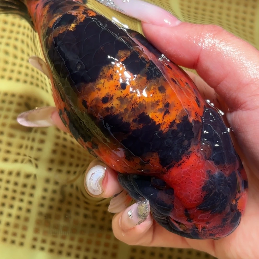 爱***a金鱼拍包装包装，不拍包装运费到付