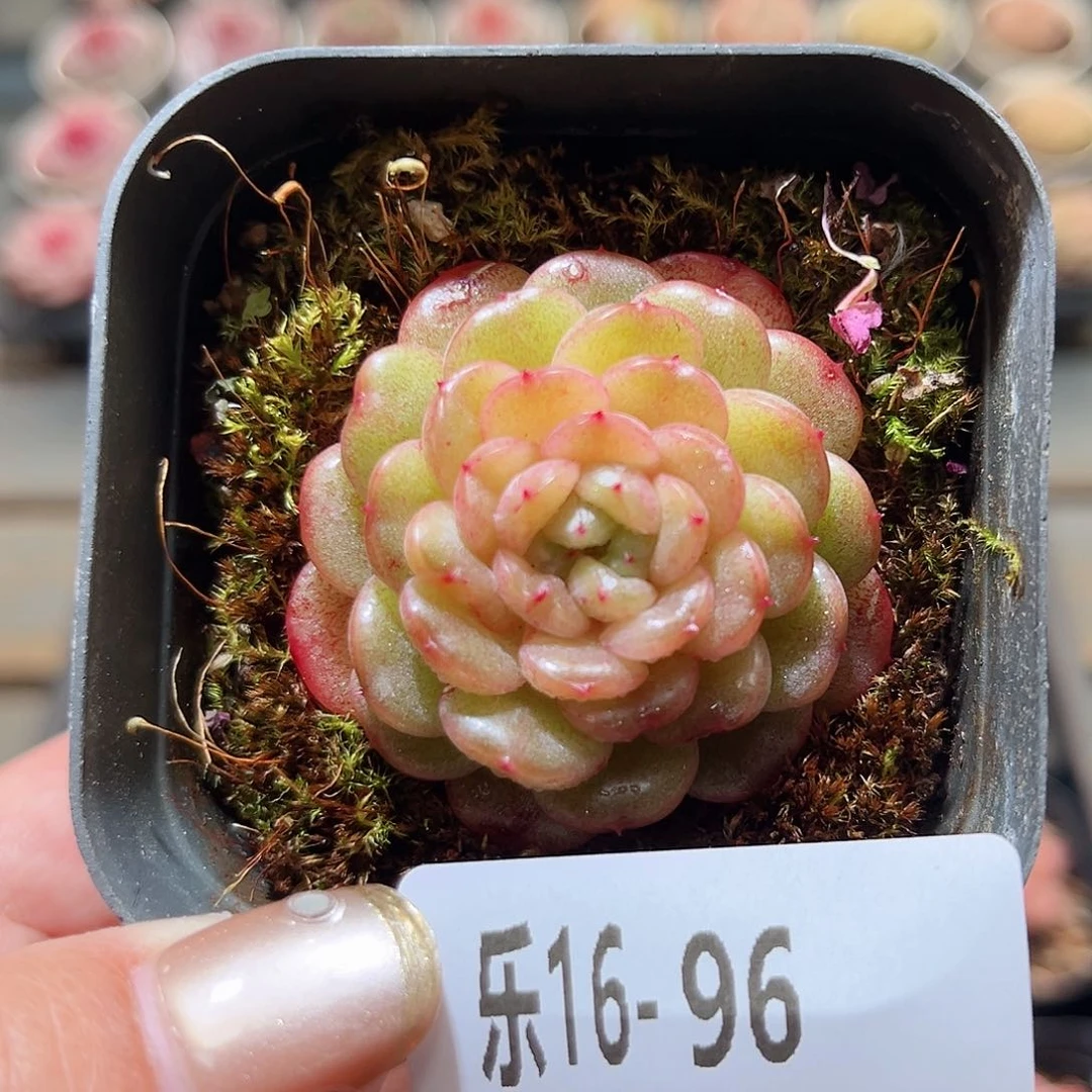 乐16-96 灵翠单头