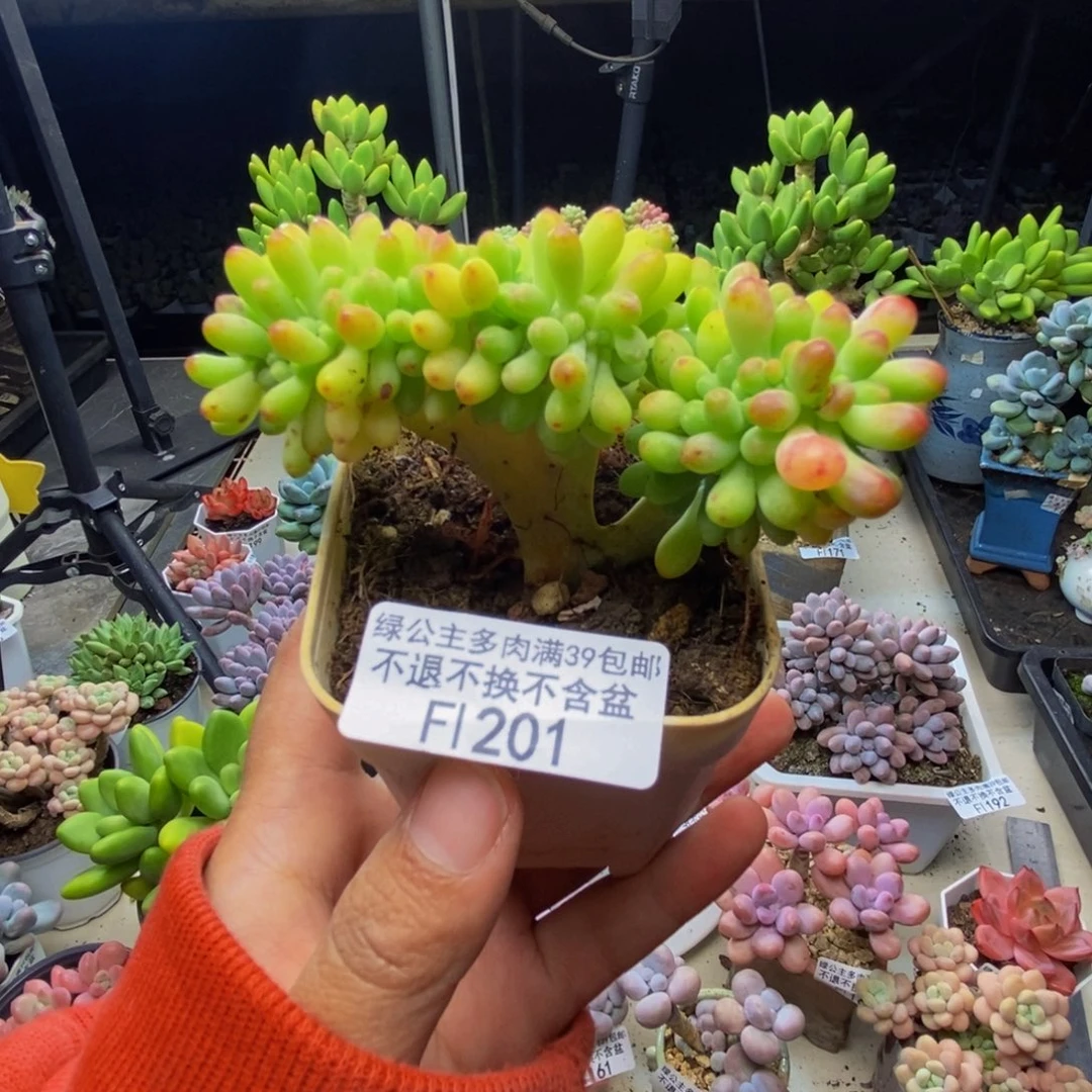 201乙女心缀多肉7cm